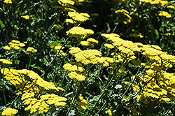 Moonshine Yarrow (Achillea 'Moonshine') at Lakeshore Garden Centres