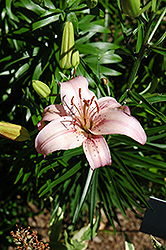 Corsica Lily (Lilium 'Corsica') at Stonegate Gardens