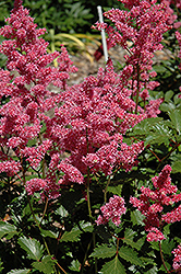 Rheinland Astilbe (Astilbe japonica 'Rheinland') at Lakeshore Garden Centres