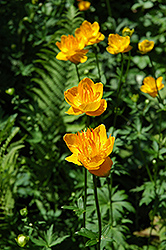 Golden Queen Globeflower (Trollius chinensis 'Golden Queen') at Lakeshore Garden Centres
