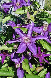 Lady Betty Balfour Clematis (Clematis 'Lady Betty Balfour') at Stonegate Gardens