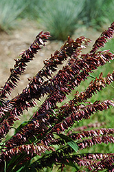 Red Spire Melic Grass (Melica transylvanica 'Red Spire') at Stonegate Gardens