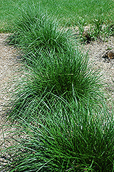 Tufted Hair Grass (Deschampsia cespitosa) at Stonegate Gardens