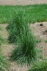 Schottland Hair Grass (Deschampsia cespitosa 'Schottland') at Lakeshore Garden Centres