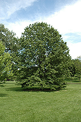 Northern Pin Oak (Quercus ellipsoidalis) at Stonegate Gardens