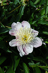 Nippon Gold Peony (Paeonia 'Nippon Gold') at Stonegate Gardens