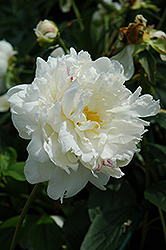 Mary Lins Peony (Paeonia 'Mary Lins') at Stonegate Gardens