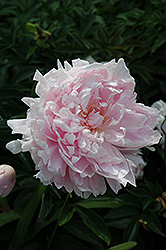 Dolorodell Peony (Paeonia 'Dolorodell') at Stonegate Gardens