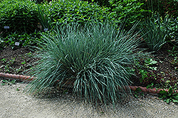 Blue Oat Grass (Helictotrichon sempervirens) at Stonegate Gardens