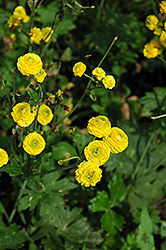 Yellow Bachelor's Button (Ranunculus acris 'Flore Plena') at Stonegate Gardens