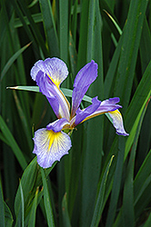 Blue Flag Iris (Iris versicolor) at Lakeshore Garden Centres