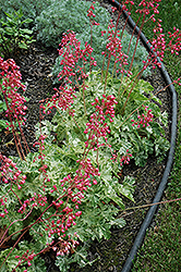 Snow Angel Coral Bells (Heuchera sanguinea 'Snow Angel') at Lakeshore Garden Centres