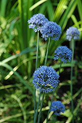 Blue Drumstick Ornamental Onion (Allium caeruleum 'Blue Drumstick') at Stonegate Gardens