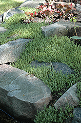 Six Row Stonecrop (Sedum sexangulare) at Stonegate Gardens