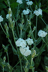 White Rose Campion (Lychnis coronaria 'Alba') at Stonegate Gardens