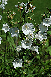 White Carpathain Bellflower (Campanula carpatica 'Alba') at Stonegate Gardens