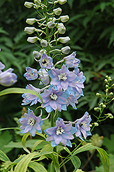Pacific Giant Guinevere Larkspur (Delphinium 'Guinevere') at A Very Successful Garden Center