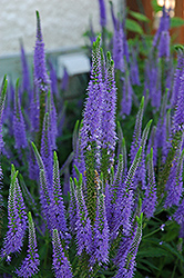 Sunny Border Blue Speedwell (Veronica 'Sunny Border Blue') at Lakeshore Garden Centres