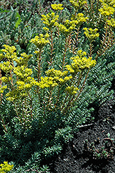 Blue Spruce Stonecrop (Sedum rupestre) at The Mustard Seed