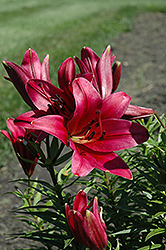Flaming Belles Lily (Lilium 'Flaming Belles') at Stonegate Gardens