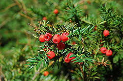 Canadian Yew (Taxus canadensis) at Stonegate Gardens
