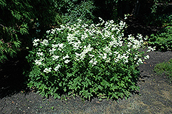 Dropwort (Filipendula vulgaris) at Stonegate Gardens