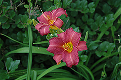 Little Wine Cup Daylily (Hemerocallis 'Little Wine Cup') at Stonegate Gardens