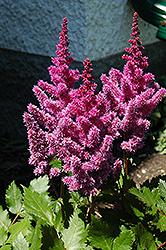 Visions Astilbe (Astilbe chinensis 'Visions') at Lakeshore Garden Centres