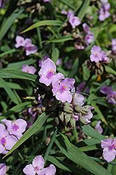 Perrine's Pink Spiderwort (Tradescantia x andersoniana 'Perrine's Pink') at Stonegate Gardens