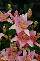Chianti Lily (Lilium 'Chianti') at Stonegate Gardens