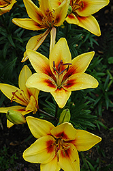 Grand Cru Lily (Lilium 'Grand Cru') at A Very Successful Garden Center