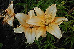 Trendsetter Lily (Lilium 'Trendsetter') at Wallitsch Nursery And Garden Center