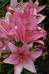 Grand Love Lily (Lilium 'Grand Love') at Stonegate Gardens