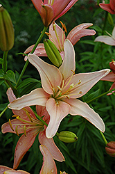 Prairie Sunset Lily (Lilium 'Prairie Sunset') at Stonegate Gardens
