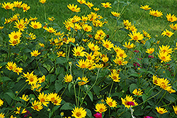 Hohlspiegel False Sunflower (Heliopsis helianthoides 'Hohlspiegel') at Stonegate Gardens