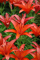 Milano Lily (Lilium 'Milano') at Wallitsch Nursery And Garden Center