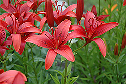 Red Duchess Lily (Lilium 'Red Duchess') at Stonegate Gardens