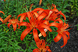 Fire Alarm Lily (Lilium 'Fire Alarm') at Stonegate Gardens