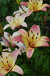 Corridia Lily (Lilium 'Corridia') at Stonegate Gardens