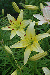 Dawn Star Lily (Lilium 'Dawn Star') at A Very Successful Garden Center