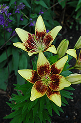 Latvia Lily (Lilium 'Latvia') at Stonegate Gardens