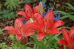 Science Fiction Lily (Lilium 'Science Fiction') at Stonegate Gardens
