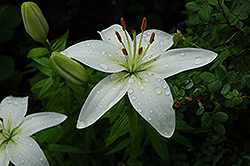 Colibri Lily (Lilium 'Colibri') at Stonegate Gardens