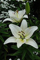 Navona Lily (Lilium 'Navona') at Stonegate Gardens