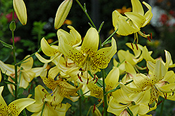 Sutton's Gold Lily (Lilium 'Sutton's Gold') at Stonegate Gardens