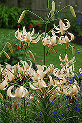 White Princess Lily (Lilium 'White Princess') at A Very Successful Garden Center