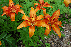 Gale's Favorite Lily (Lilium 'Gale's Favorite') at Stonegate Gardens