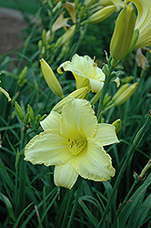 Happy Ever Appster Happy Returns Daylily (Hemerocallis 'Happy Returns') at The Mustard Seed