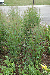 Shenandoah Reed Switch Grass (Panicum virgatum 'Shenandoah') at Stonegate Gardens