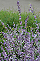 Russian Sage (Perovskia atriplicifolia) at Lakeshore Garden Centres